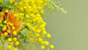 Flowers Of March Mimosa Flower Wallpaper