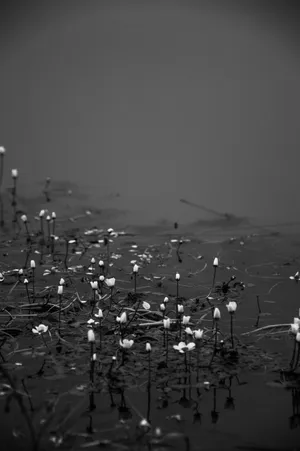 Flowers On Water Iphone Dark Wallpaper