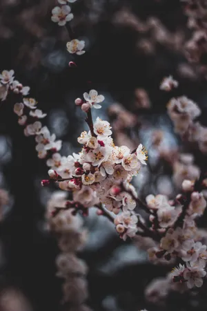 Flowers Photography In April Wallpaper