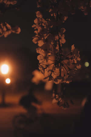 Flowers Silhouette Tumblr Photography Iphone Wallpaper