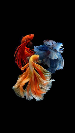 Flowing Tails Beautiful Fish Wallpaper