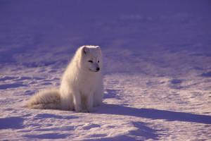 Fluffy Arctic Fox On Snow Wallpaper