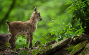 Fluffy Baby Goat In A Forest Wallpaper