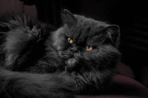 Fluffy Black Cat Wallpaper