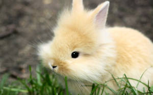 Fluffy Cute Bunny On Grass Wallpaper