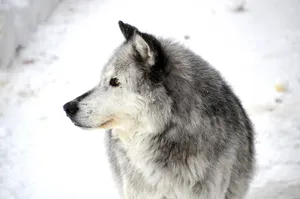 Fluffy Dog In Snow Wallpaper