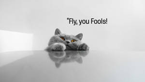 Fluffy Grey Cat Meme Wallpaper