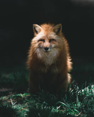 Fluffy Red Fox On Grass Wallpaper