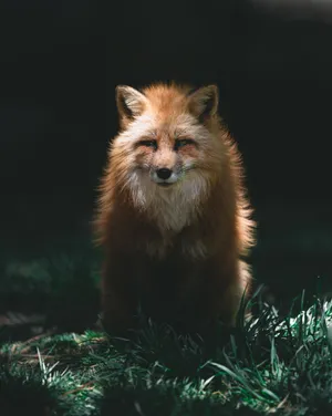 Fluffy Red Fox On Grass Wallpaper