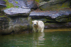 Fluffy Wet Polar Bear Cub Wallpaper