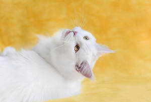 Fluffy White Pet Cat Wallpaper
