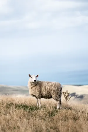 Sheep On Mountain Pasture Ultra HD Desktop Background Wallpaper for 4K UHD  TV : Multi Display, Dual Monitor : Tablet : Smartphone