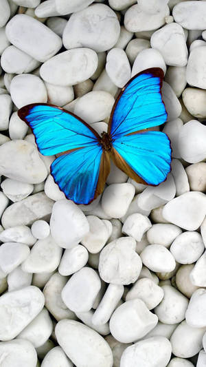 Fluttering Beauty On Screen - Butterfly Iphone Wallpaper Wallpaper