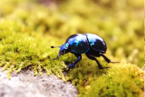 Fly Dung Beetle Wallpaper