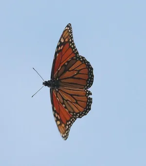 Flying Aesthetic Orange Butterfly Closeup Wallpaper