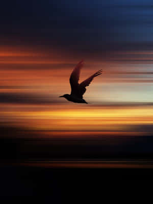 Flying Bird And Scenic Sunset Sky Wallpaper