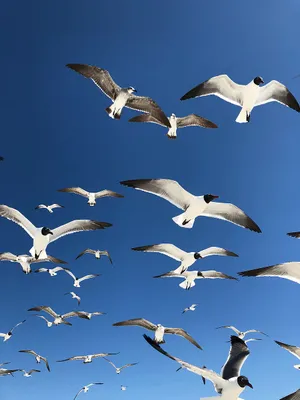 Flying Bird Black-headed Gulls Wallpaper