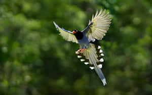 Flying Bird Taiwan Blue Magpie Wallpaper