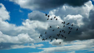 Flying Birds In Cloudy Sky Wallpaper