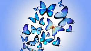 Flying Blue Butterfly Aesthetic Wallpaper