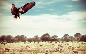 Flying Eagle And Sheep Wallpaper