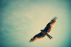 Flying Eagle Birds Of Prey Specie Wallpaper