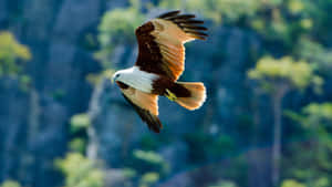 Flying Eagle Brahminy Kite Specie Wallpaper