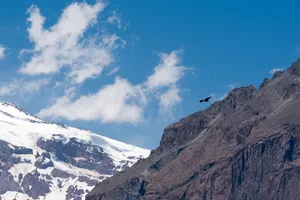 Flying Eagle From Afar Wallpaper