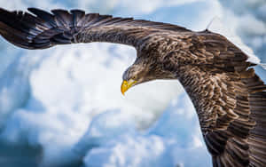 Flying Eagle Steller's Sea Specie Wallpaper