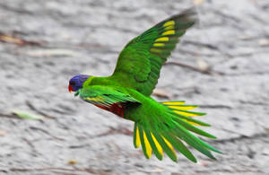 Flying Emerald Green Bird Wallpaper