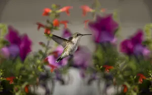 Flying Hummingbird Selective Focus Wallpaper