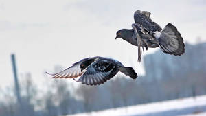Flying Pigeon Birds In Winter Wallpaper