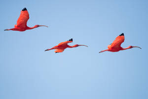 Flying Scarlet Flamingoes Wallpaper