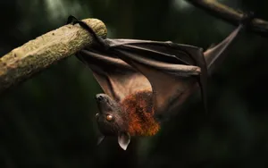 Flying Through The Night Sky Wallpaper