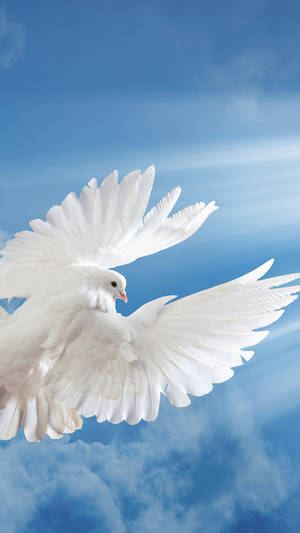 Flying White Dove Back Angle Shot Wallpaper