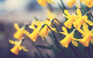 Focus Blurred Daffodils Wallpaper