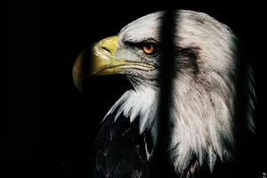Focus Shot Eagle Wallpaper