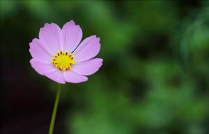 Focused Cosmos Flowers Background Wallpaper