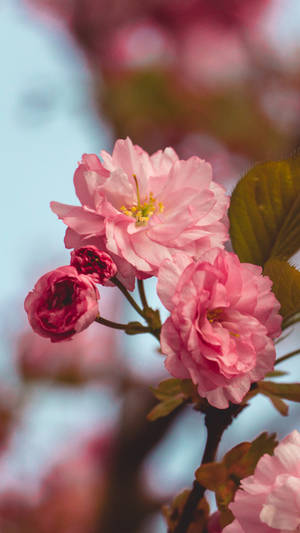 Focused Pretty Pink Cherry Blossom Wallpaper