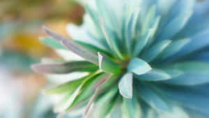 Focused Teal Flower Wallpaper