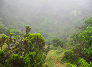 Foggy Endemic Forest Wallpaper