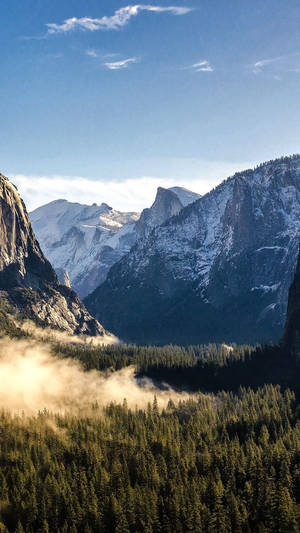 Foggy Forest At Yosemite Iphone Wallpaper