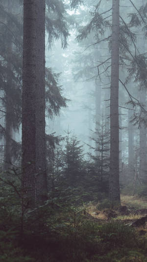 Foggy Forest Cool Android Wallpaper