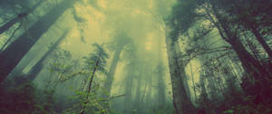 Foggy Interactive Forest Wallpaper