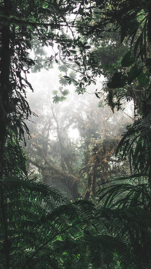 Foggy Jungle Iphone Wallpaper