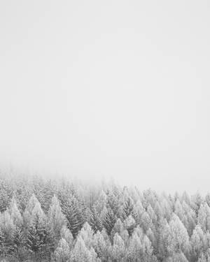 Foggy Pure White Forest Wallpaper