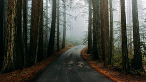 Foggy Road In The Redwood Forest Wallpaper