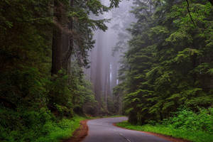 Foggy Road In The Woods Wallpaper