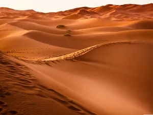 Footprints In Desert Field Wallpaper