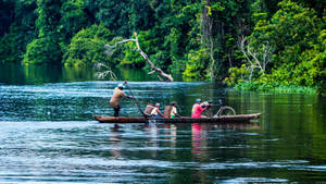 Forest And River In Congo Wallpaper